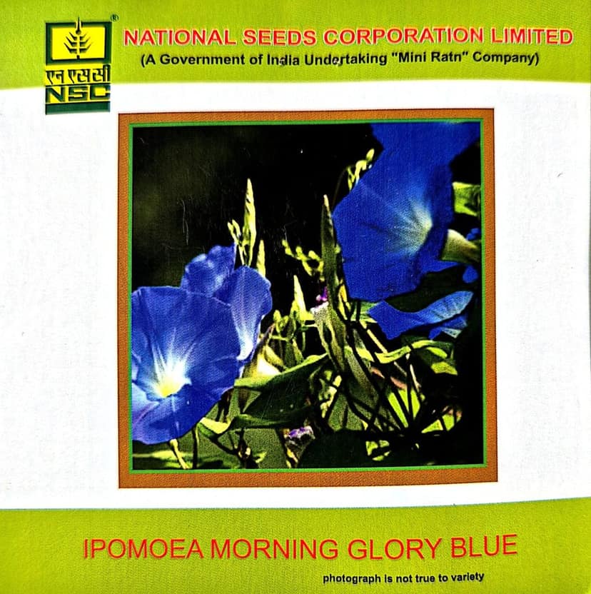 IPOMEA MORNIMG GLORY BLUE - 3GM