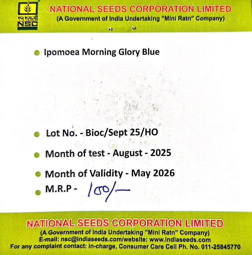 IPOMEA MORNIMG GLORY BLUE - 3GM view 2