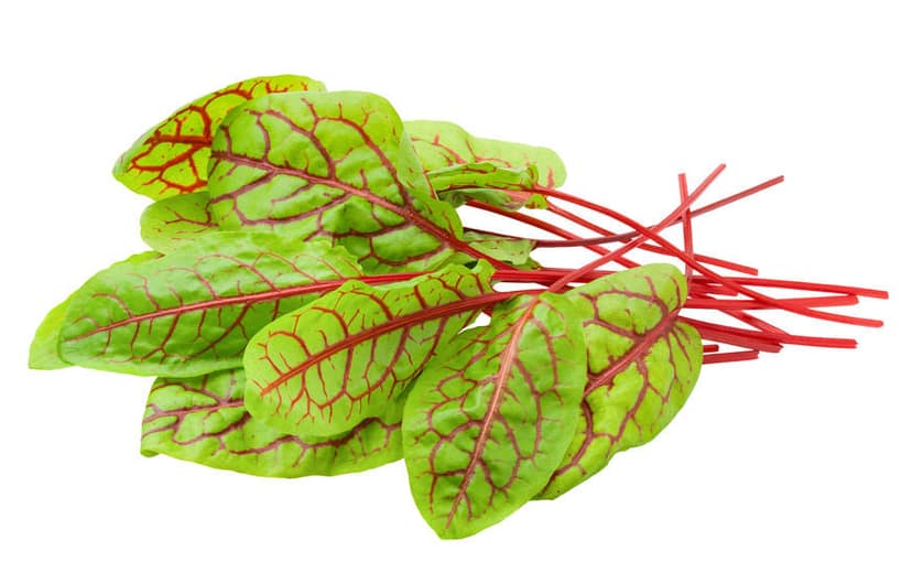 Red Veined Sorrel 1 Pack