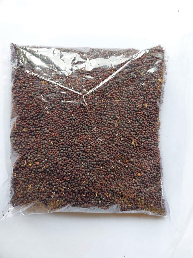 Tripura Black Mustard view 2