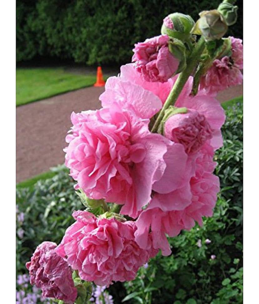 Hollyhock "Summer Carnival Mix" Flower Seeds view 2