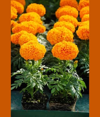 Marigold Orange Color Seeds - 50 Seeds (Genda/ गेंदा के बीज)