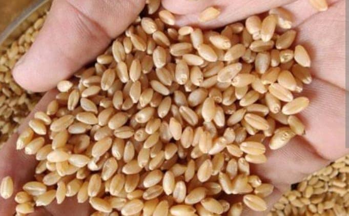 Wheat 1Kg packing view 2