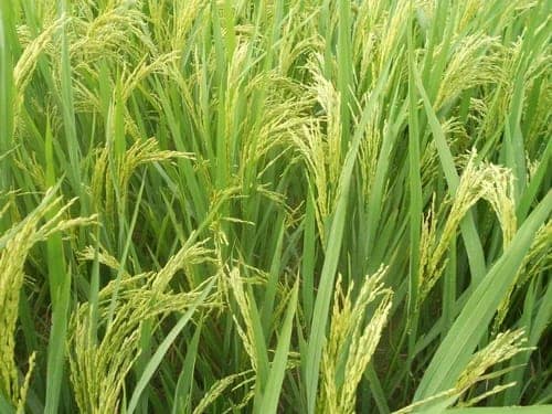 Sented Tulsi Manjari Rice view 2