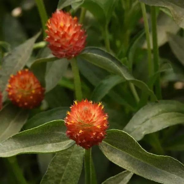 GOMPHRENA QIS ORANGE SEEDS - 25 SEEDS view 2