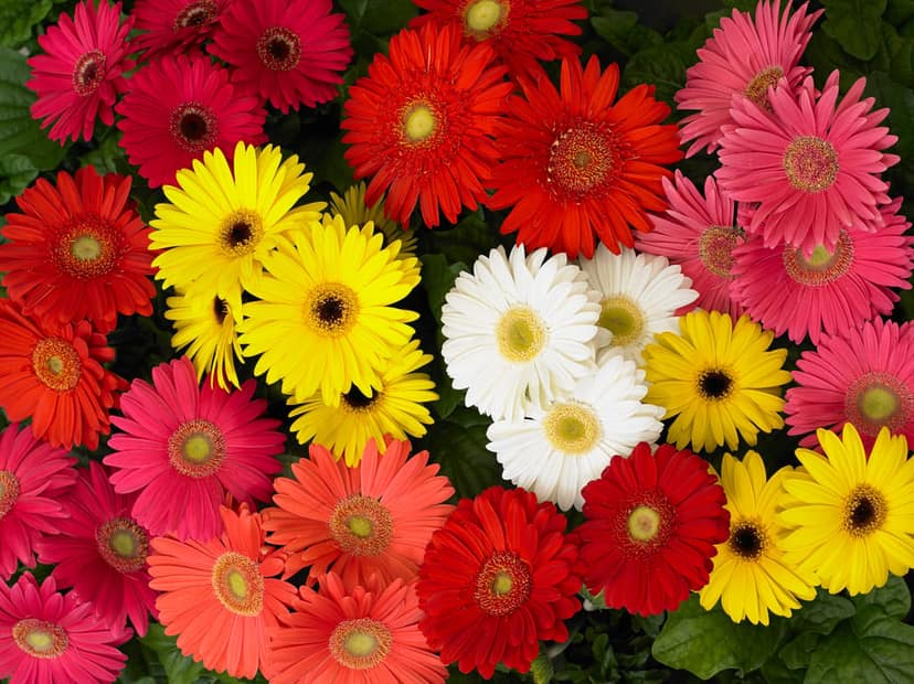 GERBERA MEGA REVOLUTION MIX SEEDS - 10 SEEDS view 2