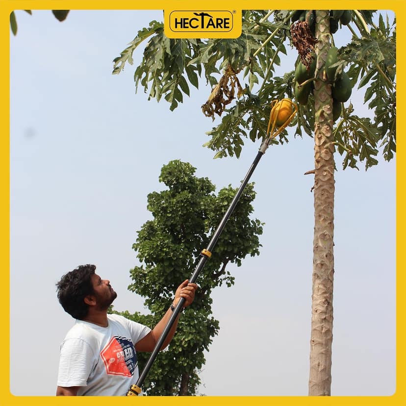Papaya Picker view 2