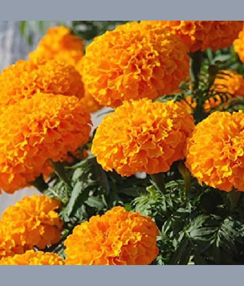 Marigold orange seeds (Open Pollinated) Pack of 50 Seeds view 2
