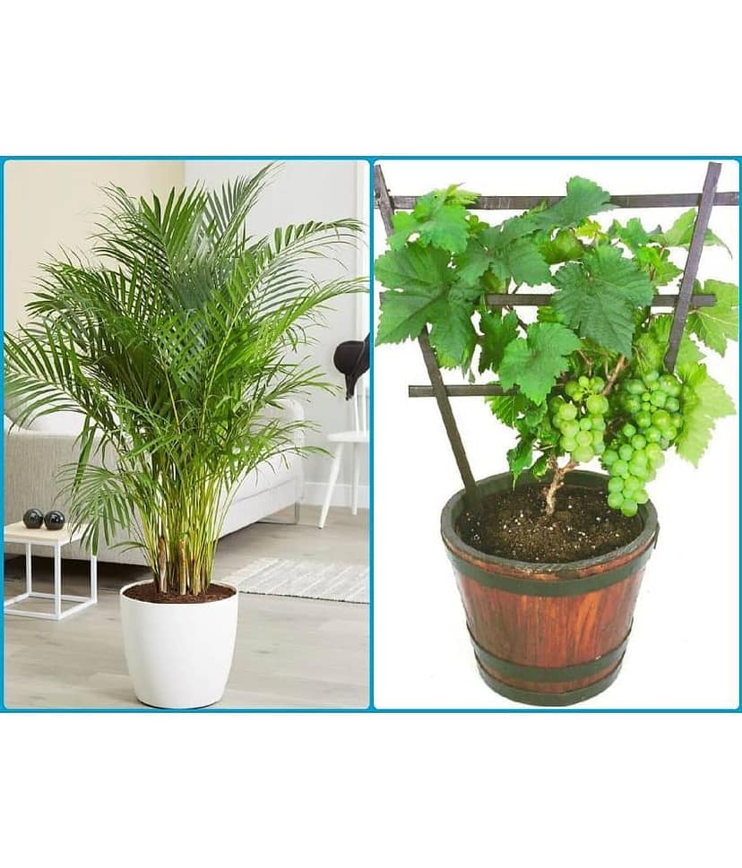 homeagro - Combo of Areca palm Plant ( 5 Seeds ) and Red Okra F1-Hybrid Bhindi Vegetable ( 50 seeds)