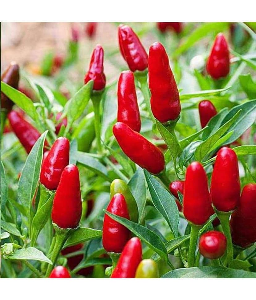 Hybrid F1 Green Chilli Seeds-50 seeds view 2
