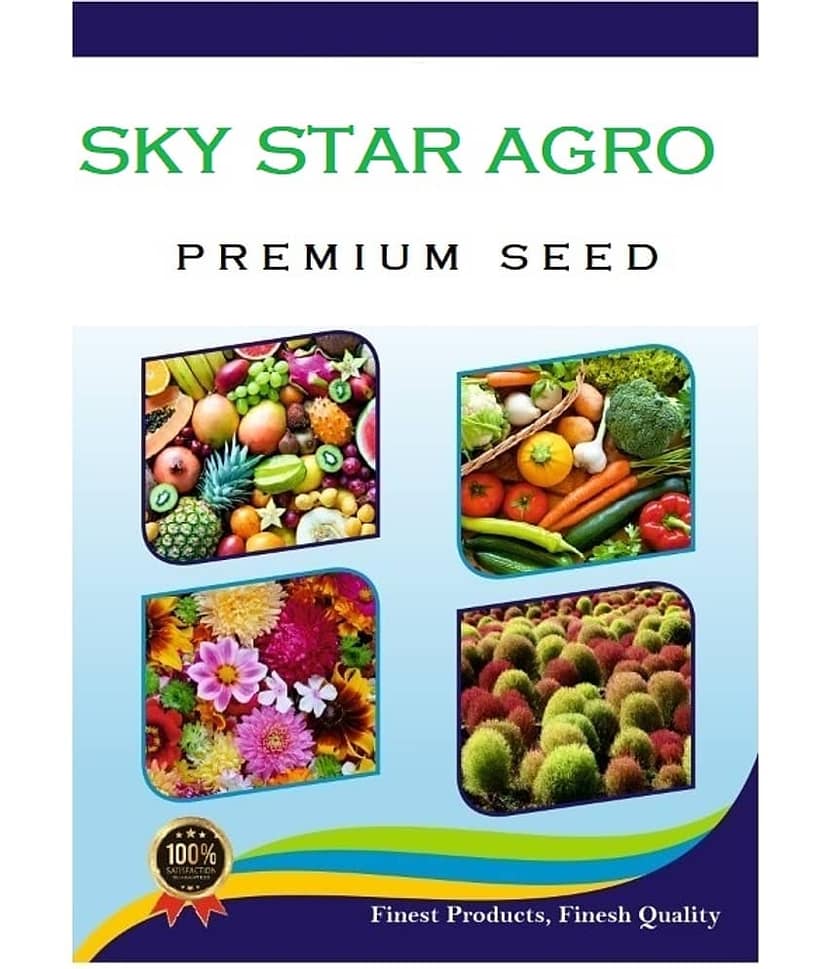 sky star agro & co. - Brinjal Vegetable ( 100 Seeds ) view 2