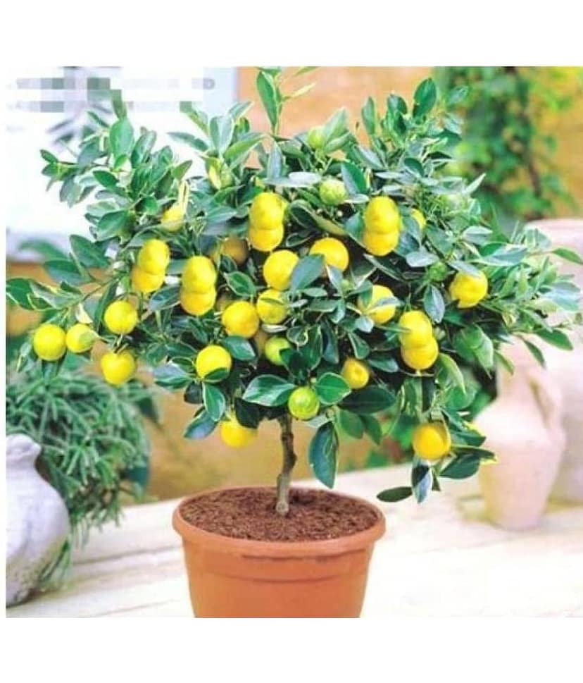 Suitable Fruit Seeds-lemon seeds 10 seeds view 2