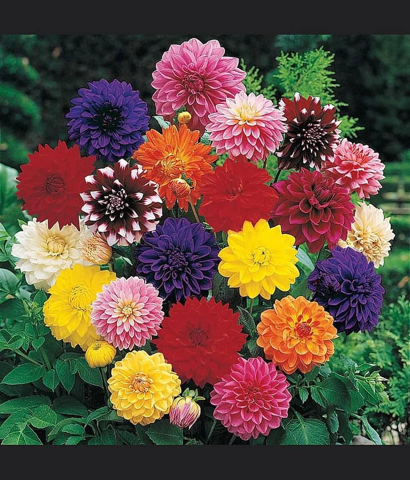 HN organic seed - Dahlia Mixed Flower ( 25 Seeds )