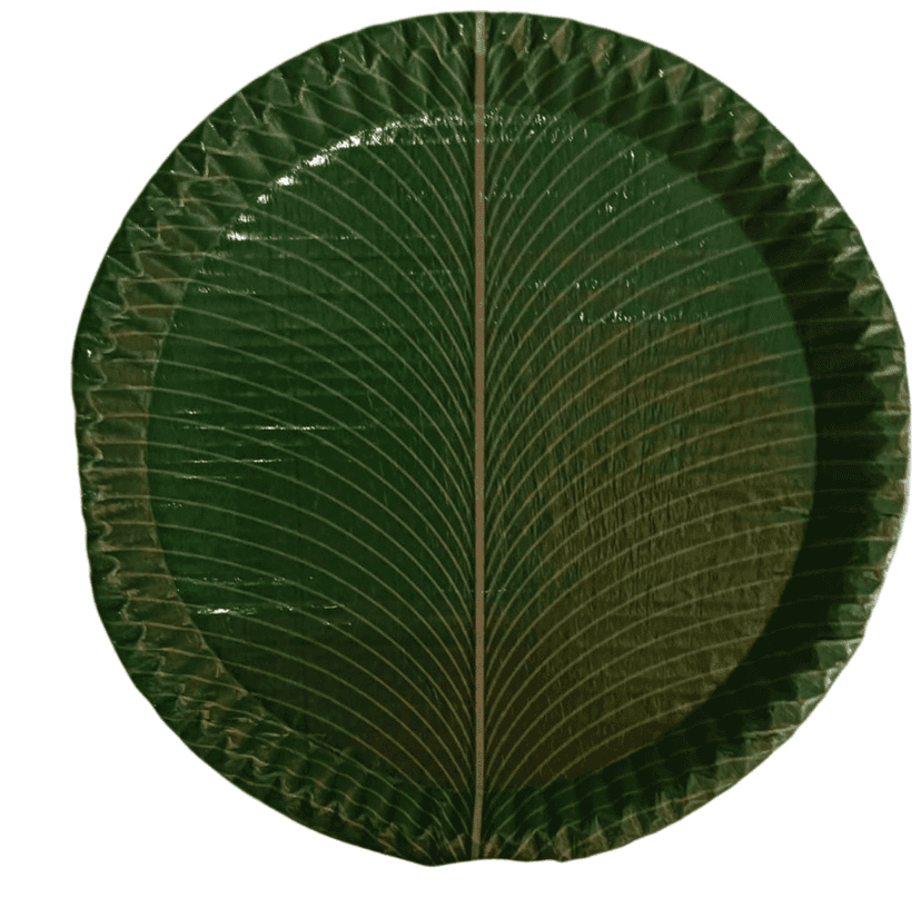 100% Natural Areca Leaf Plates | Disposable and Biodegradable | 12 Inches | Pack of 10 view 2