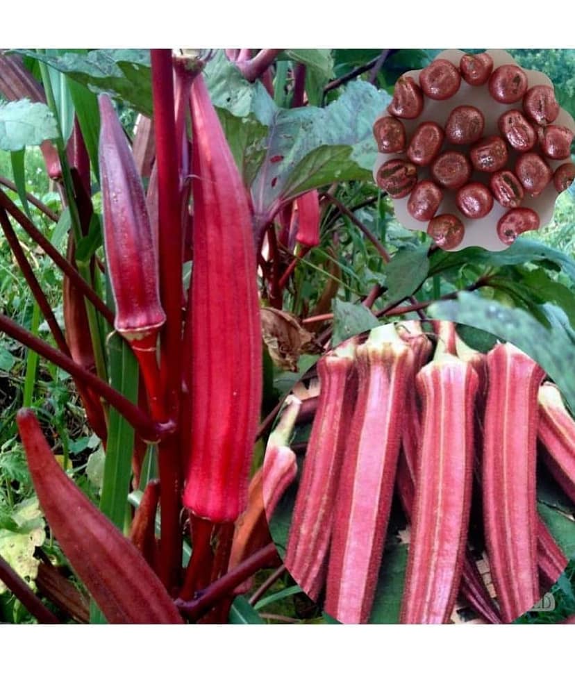 sky star agro & co. - Lady Finger Vegetable ( 50 Seeds ) view 2