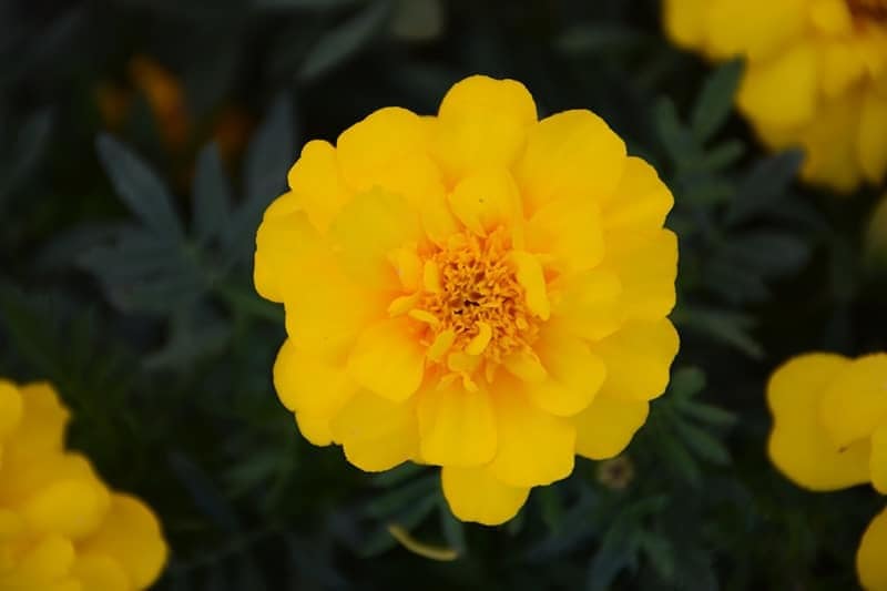 FRENCH MARIGOLD DURANGO YELLOW SEEDS - 50 SEEDS view 2