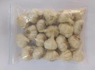 Garlic