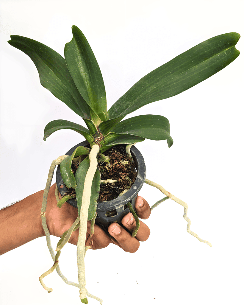 Rhynchostylis Orchid Species Assorted Without Flowers view 2