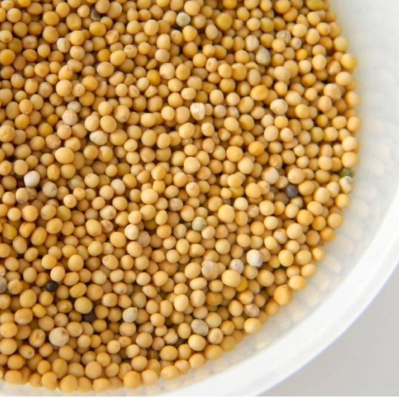 Gunvika Premium Whole Natural Yellow Mustard Seeds - 100 gm view 2