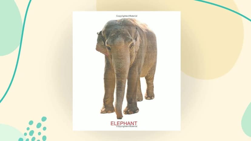 Kiddy Board - Zoo Animals [Hardcover] Dreamland Publications view 2