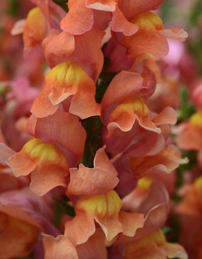 SNAPDRAGON ROCKET MIX SEEDS view 2