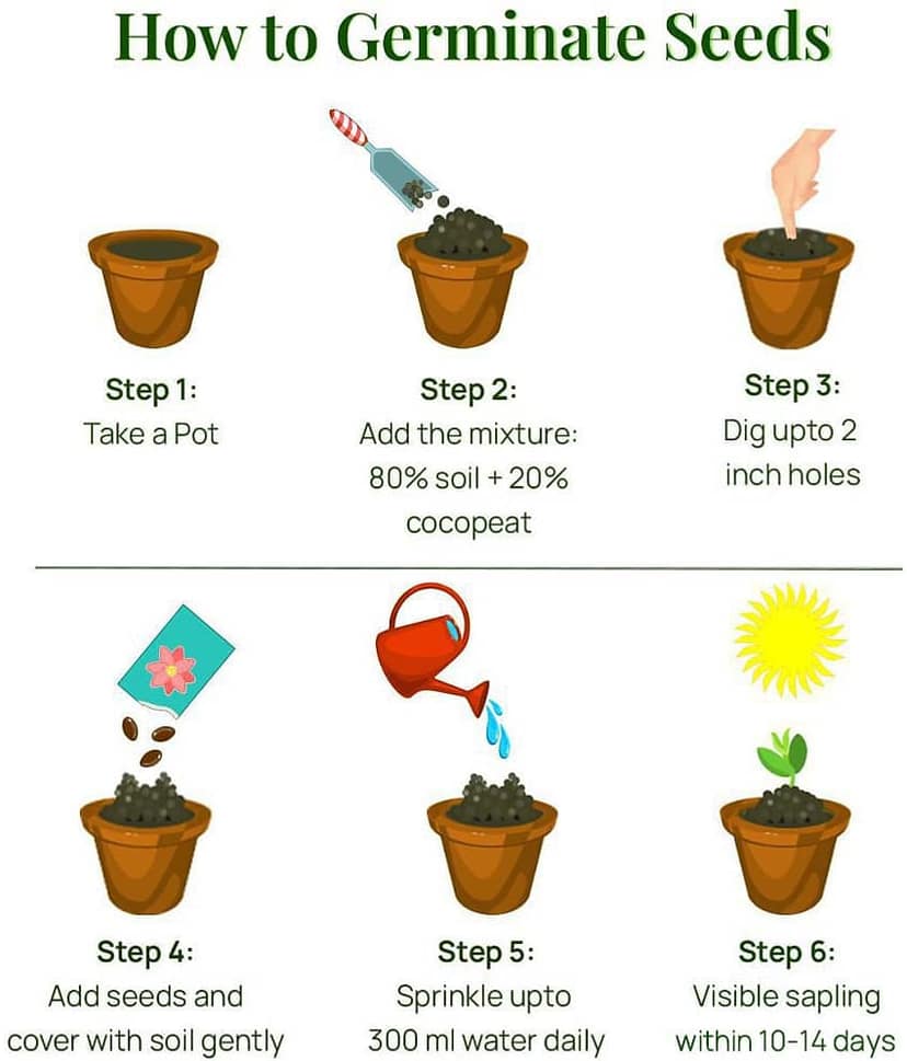 Organic Vegetable Seeds Combo offer- TOMATO,BRINJAL,CHILLI,SPINACH,CORIANDER,DRUMSTICK-EACH 100SEEDS view 2