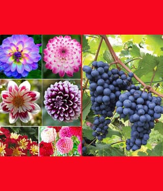 homeagro - Dahlia Mixed Flower ( 25 Seeds )