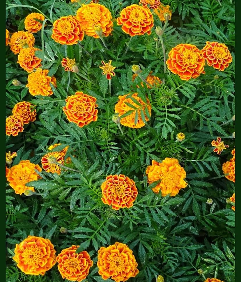 homeagro - Marigold Flower ( 50 Seeds )