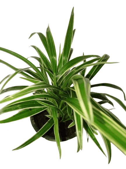 Spider Plant view 2