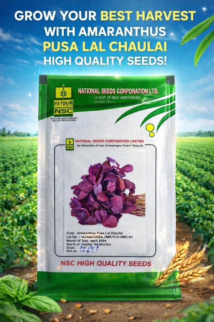 NSC Amaranthus Pusa Lal Chaulai, 10 gm Seed Pouch