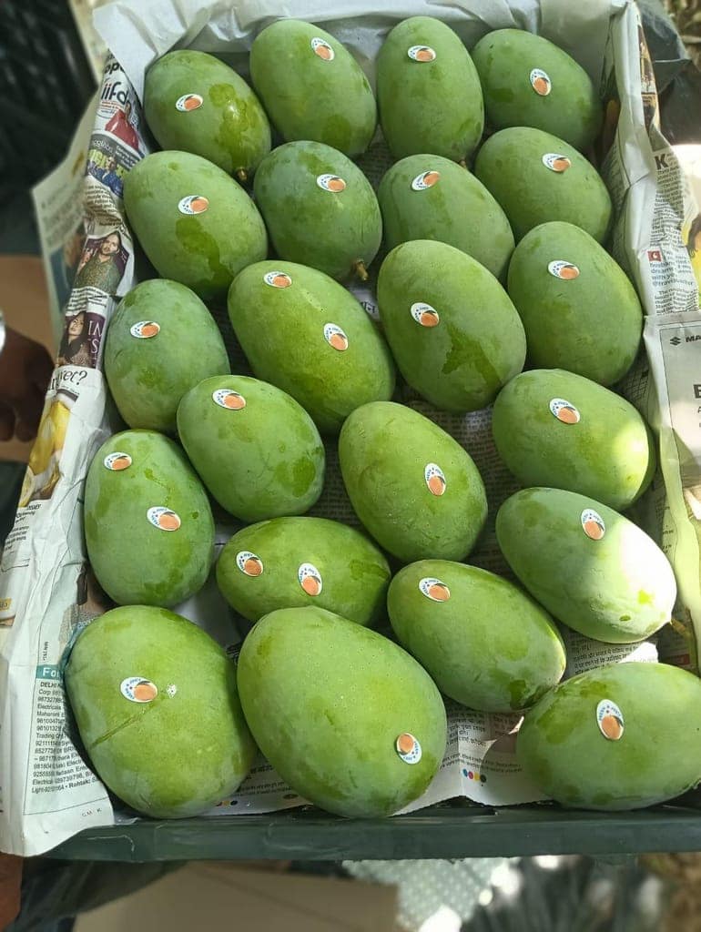 Mango view 2