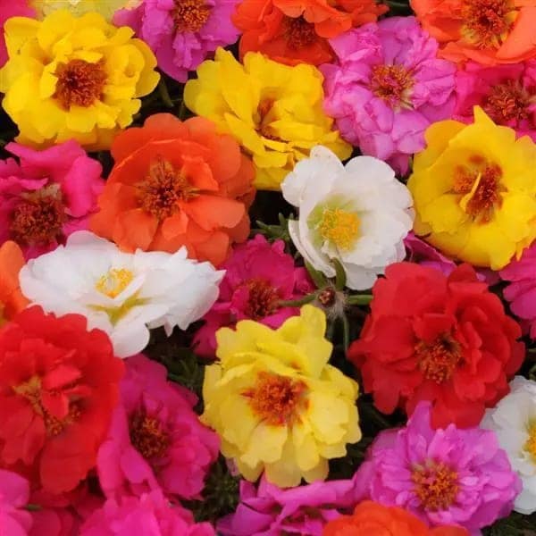 PORTULACA HAAPY TRAILS SEEDS view 2