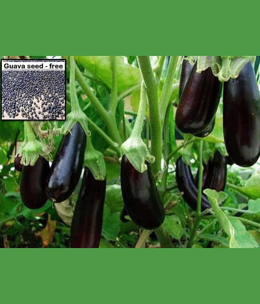 Brinjal Black Beauty Seeds (Around 100 Seeds) + free seeds