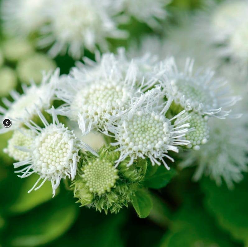 AGERATUM WHITE BALL SEEDS view 2