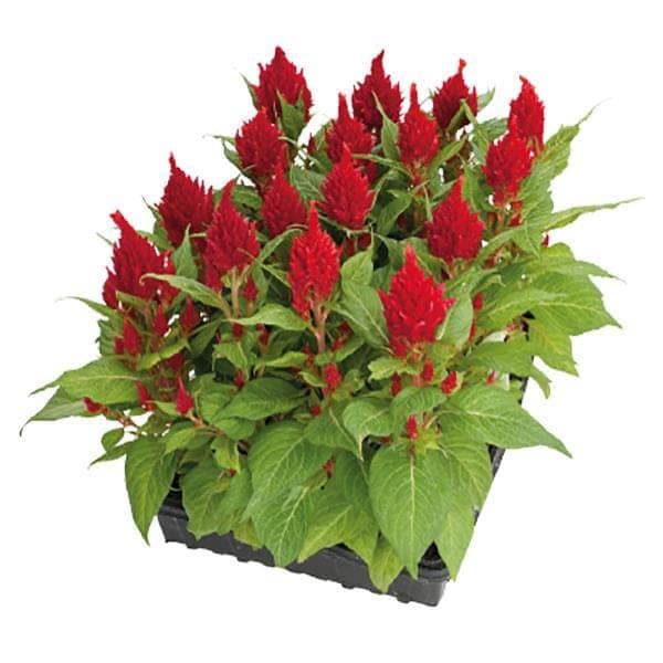CELOSIA GLORIOUS RED SEEDS view 2