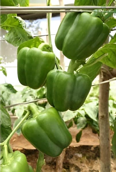 Capsicum Indam Bharath Hybrid Seeds - 25 SEEDS view 2