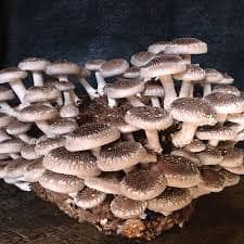 Pure Shiitake Mushroom Powder extract | Rich in Flavor and Nutrients 100 gm view 2