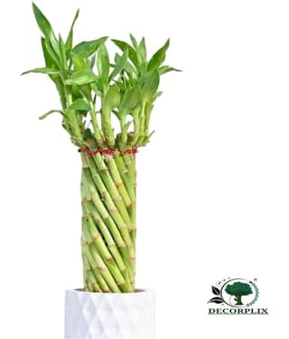 DECORPLIX Bamboo Plant ( 50 Seeds )