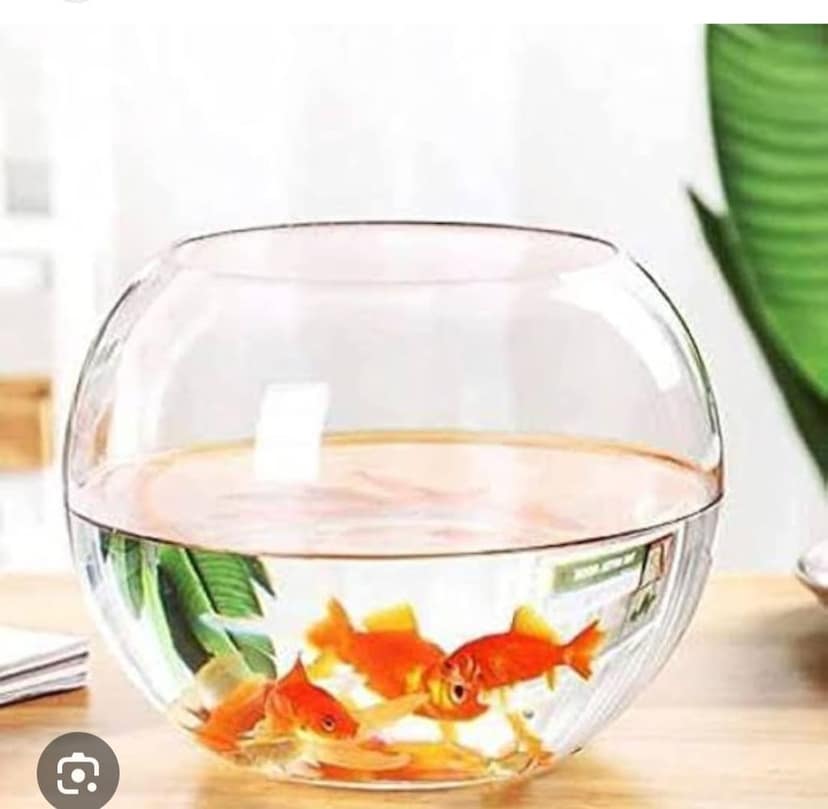 Aquarium Goldfish view 2
