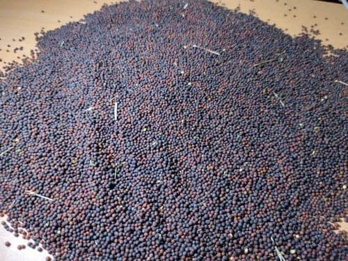Premium Black Mustard Seeds (Kali Sarson) - Intense Flavor view 2