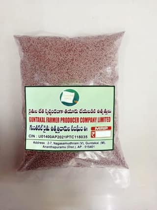 Ragulu