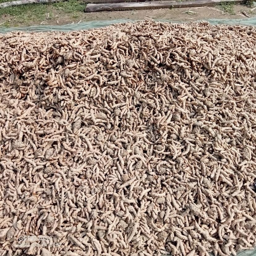 Assam ginger view 2
