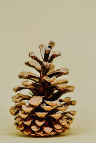 CD Craft Pine cone (Set of 5) || Natural Pine Cone procured from the pine trees