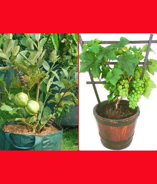 homeagro - Combo of Thailand Guava Fruit ( 100 seed ) and Grapes Fruit ( 20 Seeds )