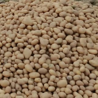 Potato