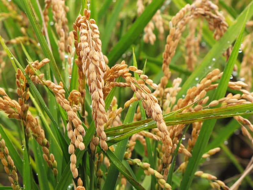 Golden Paddy view 2