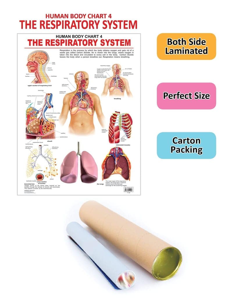 The Respiratory System Wall Chart (Human Body Chart) - Both Side Hard Laminated (Size 48 x 73 cm) [Paperback] Dreamland Publications view 2