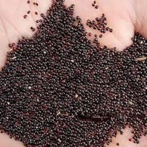 NSC-AMARANTHUS-ARKA SUGUNA-500 GMS SEEDS view 2