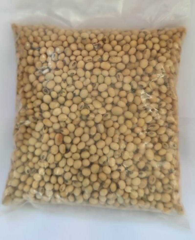 Organic Soybean Seeds Online - 500 gm Pack | Baijnath Pragtishil Kisan Utpadak Producer Co. Ltd.--- Desi Soya bean view 2