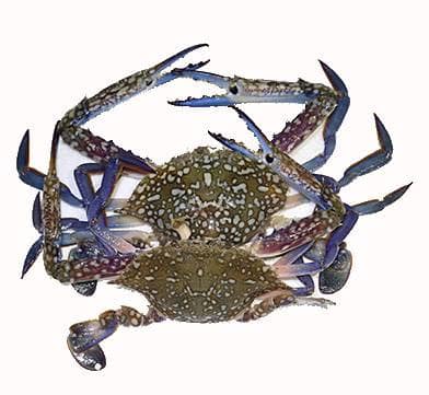 Black Crab 1 Kg